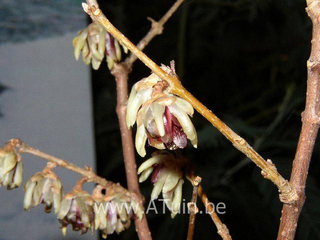 Chimonanthus praecox - Winterbloeier - Meloenboompje