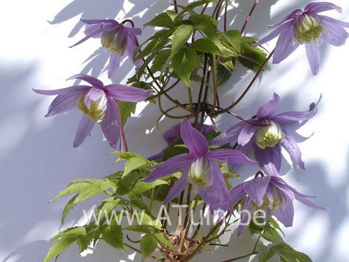 Alpen Bosrank - Clematis alpina