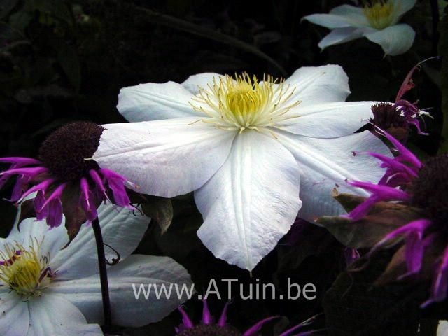 Bosrank - Clematis 'Madame Le Coultre'