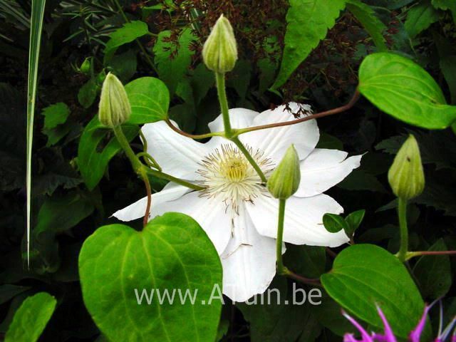 Clematis 'Madame Le Coultre' - Bosrank