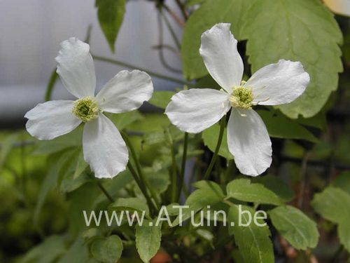 Bosrank - Clematis montana 'Grandiflora'