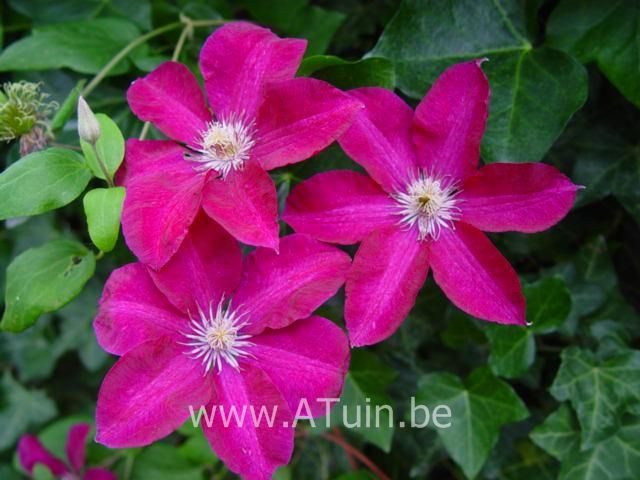 Bosrank - Clematis 'Rouge Cardinal'