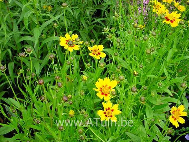 Meisjesogen - Coreopsis lanceolata 'Baby Gold'