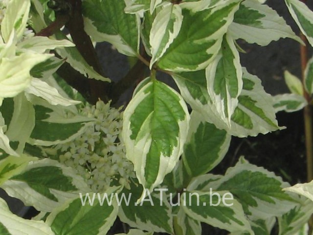 Cornus alba 'Elegantissima' - Witte Kornoelje