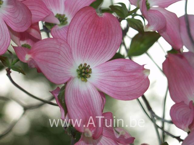 Amerikaanse Kornoelje - Cornus florida rubra