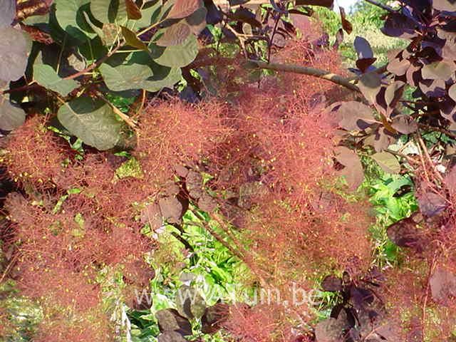 langzaam Zeeslak Monteur Pruikenboom (Cotinus coggygria 'Royal Purple') met GroeiGarantie - Atuin