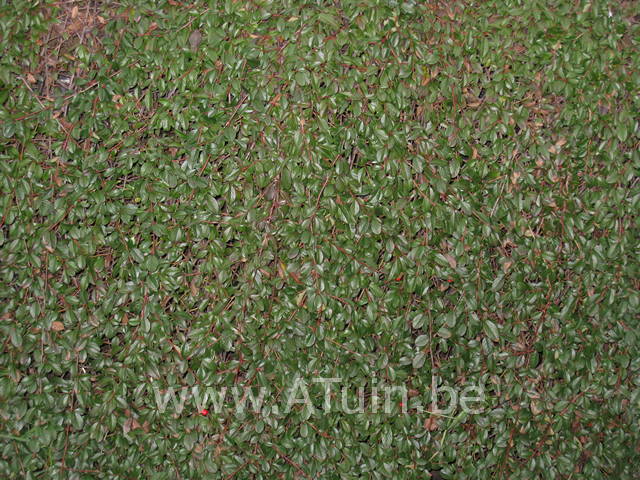 Cotoneaster dammeri - Dwergmispel