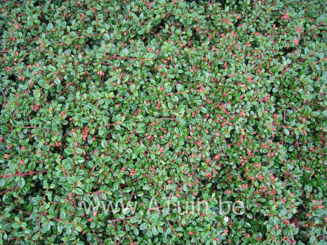Cotoneaster dammeri - Dwergmispel