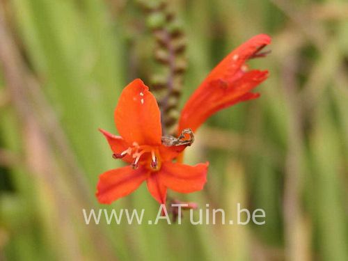 Montbretia - Crocosmia 'Lucifer'