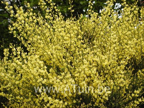 Brem - Bezembrem - Cytisus praecox