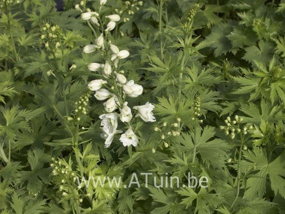 Ridderspoor - Delphinium (P) 'Galahad'