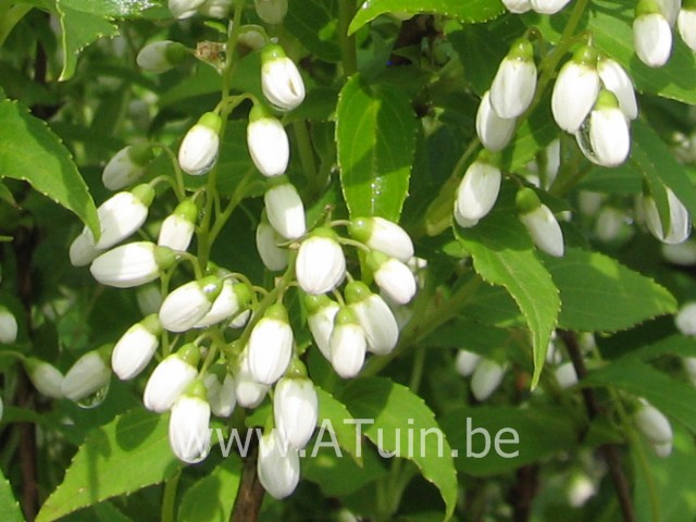 Bruidsbloem - Deutzia gracilis