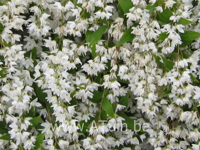 Deutzia gracilis - Bruidsbloem