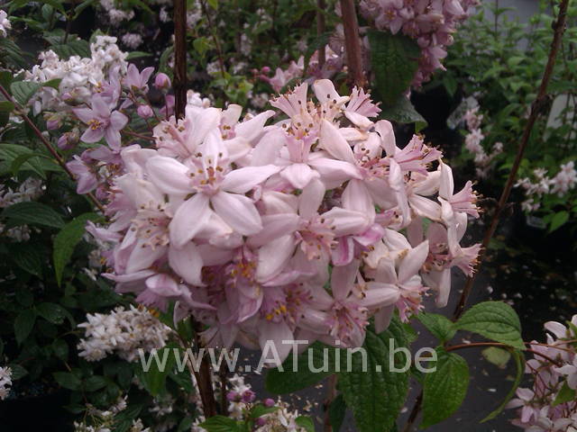 Bruidsbloem - Deutzia hybrida 'Mont Rose'