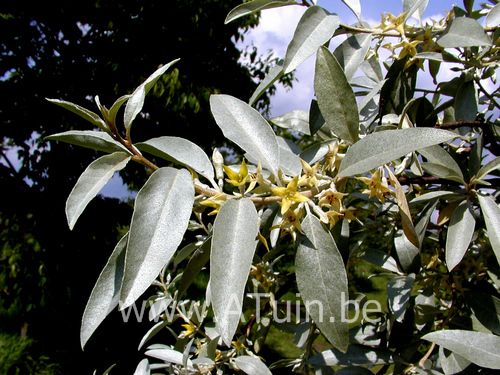 Smalle Olijfwilg - Elaeagnus angustifolia