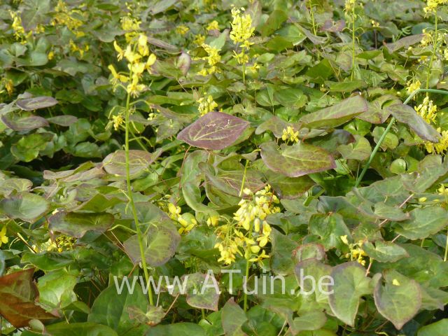 Epimedium versicolor 'Sulphureum' - Elfenbloem