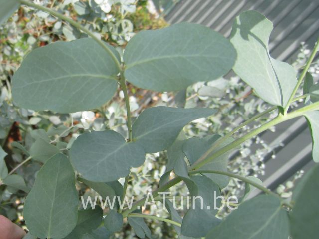 Gomboom - Cider Eucalyptus - Eucalyptus gunnii