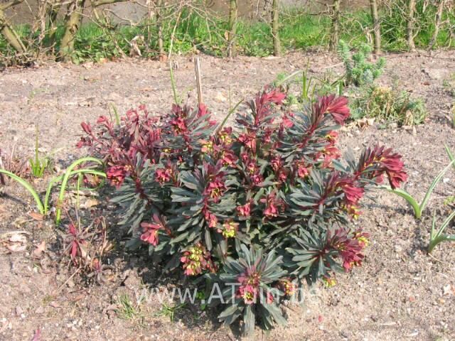 Amandel Wolfsmelk - Euphorbia amygdaloides 'Purpurea'