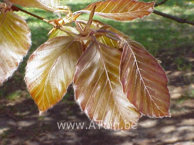 Fagus sylvatica 'Atropunicea' = Purpurea - Bruine Beuk