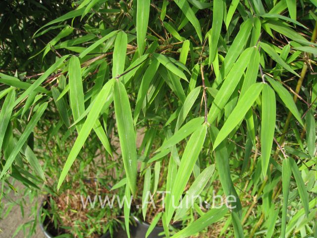 Fargesia 'Jiu' - Rode Bamboe