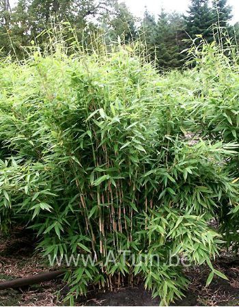 Bamboe - Fargesia murieliae 'Jumbo'