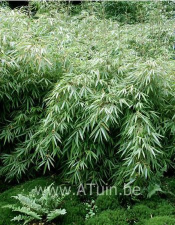 Bamboe - Fargesia 'Rufa'