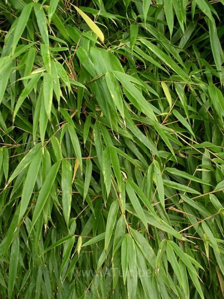 Fargesia 'Rufa' - Bamboe