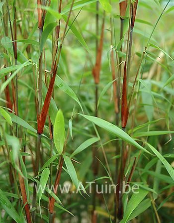 Bamboe - Fargesia scabrida 'Asian wonder'