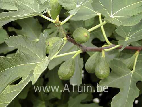 Ficus carica - Vijgenboom - Vijg