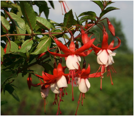 Bellenplant - Fuchsia 'Madame Cornelissen'