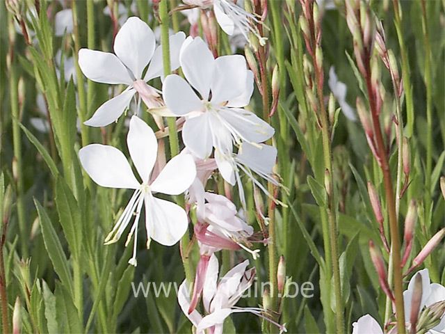 Prachtkaars - Gaura lindheimeri 'Whirling Butterflies'