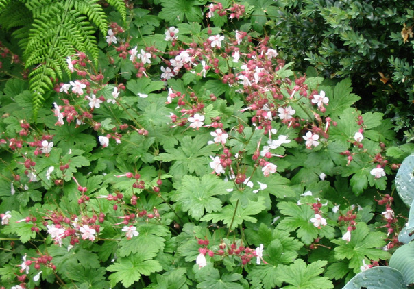 Ooievaarsbek - Geranium macrorrhizum 'Spessart'