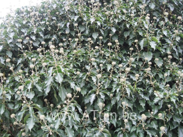 Hedera colchica 'Arborescens' - Perzische Klimop