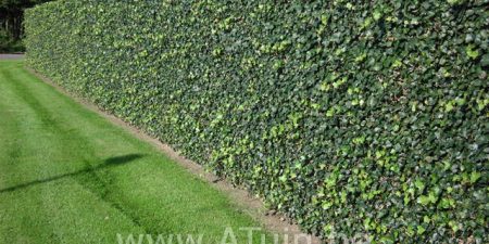 Hedera helix - Klimop - haag