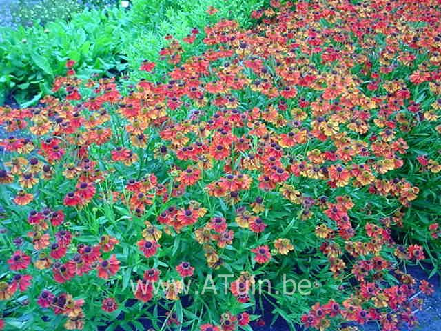 Zonnekruid - Helenium 'Moerheim Beauty'