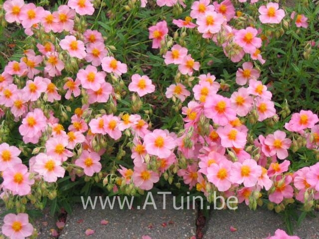 Zonneroosje - Helianthemum 'Lawrenson's Pink'