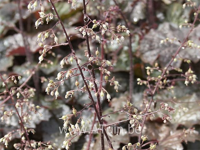 Purperklokje - Heuchera micrantha 'Palace Purple'