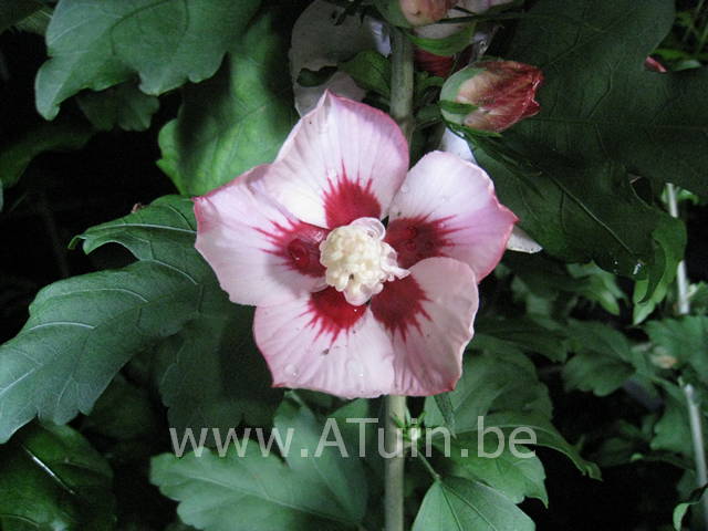 Hibiscus syriacus 'Hamabo' - Altheastruik - Septemberroos