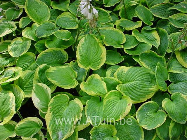 Hartlelie - Hosta sieboldiana 'Frances Williams'