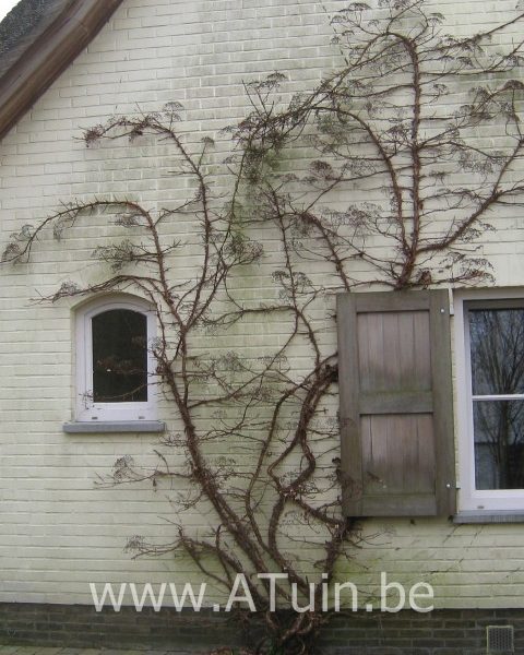 Hydrangea anomala petiolaris - Klimhortensia - winter