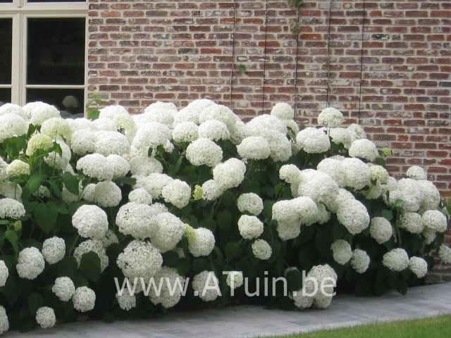 Hortensia - Hydrangea arborescens 'Annabelle'