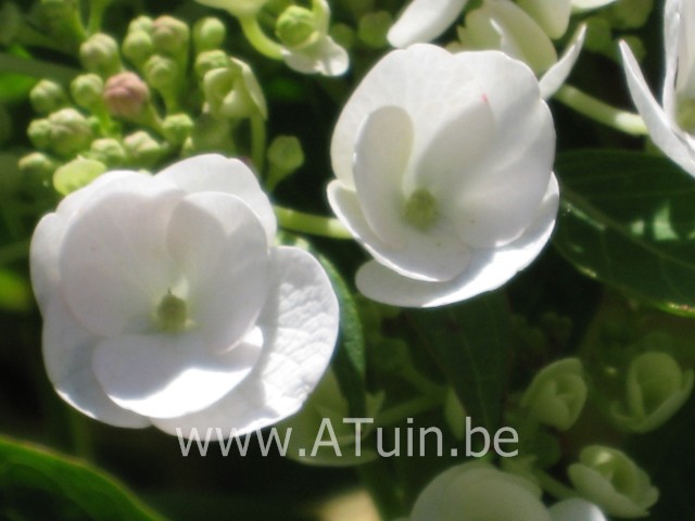 Hydrangea macrophylla 'Teller' - WIT - Hortensia