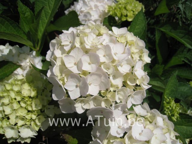 Hortensia - Hydrangea macrophylla - WIT