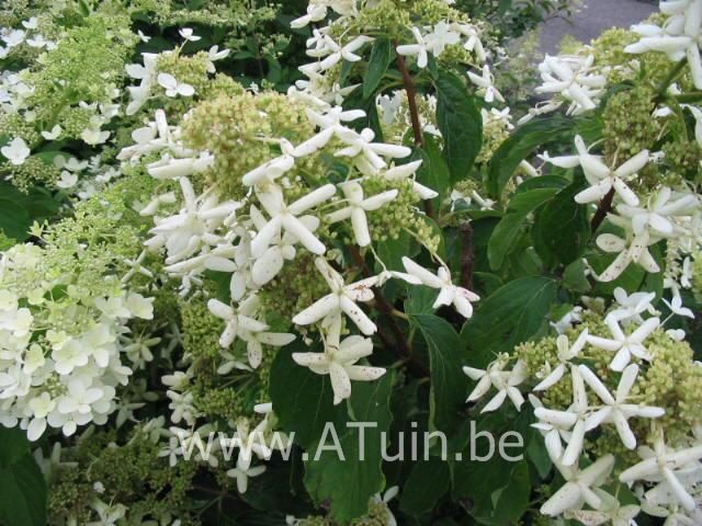 Pluimhortensia - Houthortensia - Hydrangea paniculata 'Praecox'