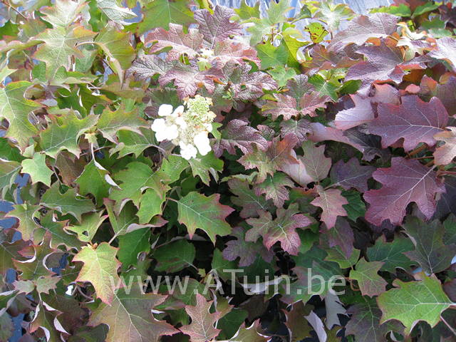 Hydrangea quercifolia - Eikeblad Hortensia - herfst