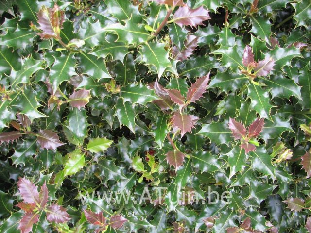Ilex aquifolium - Gewone Hulst