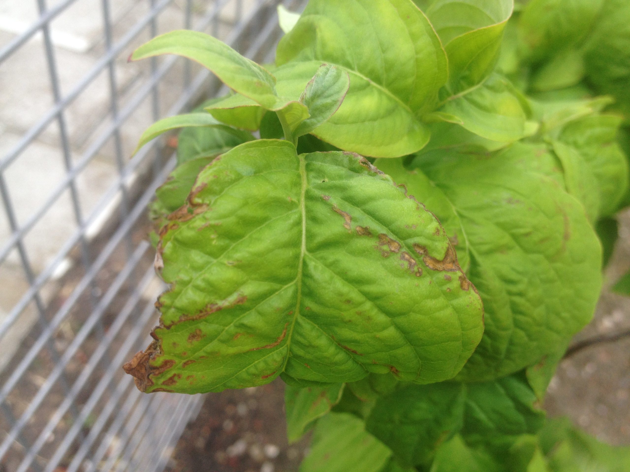 anthracnose op amerikaanse kornoelje? anthracnose op amerikaanse kornoelje