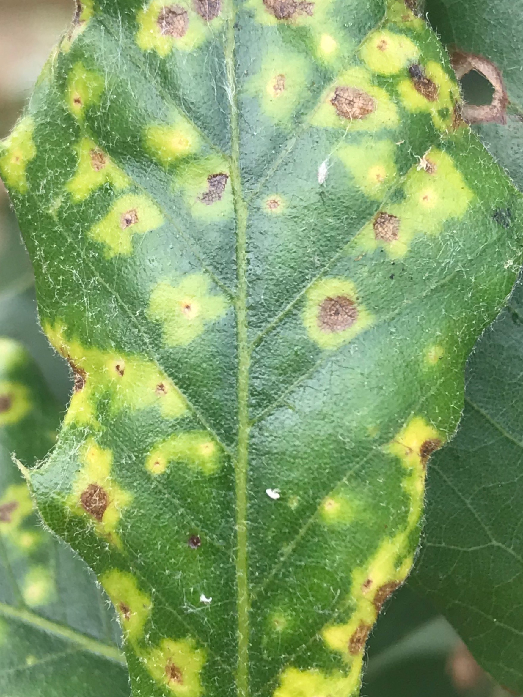 bruine vlekken op blad quercus ilex roestvlek op quercus ilex