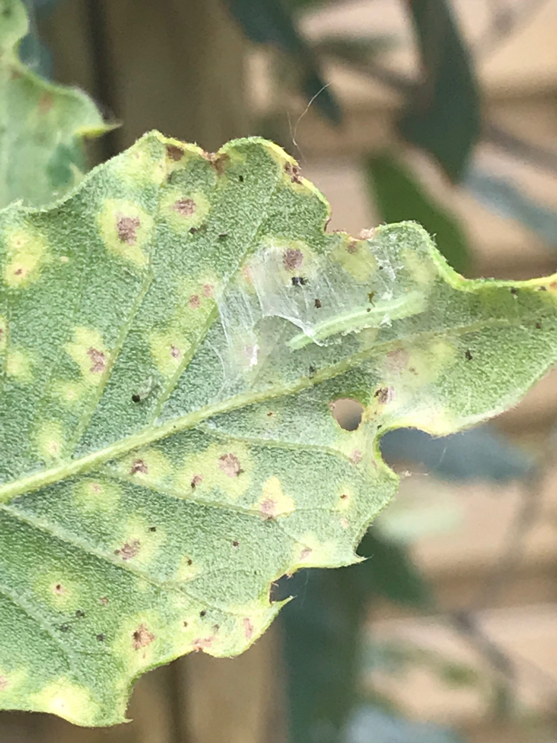 meeldauwafzetting op steeneik meeldauwafzetting op quercus ilex