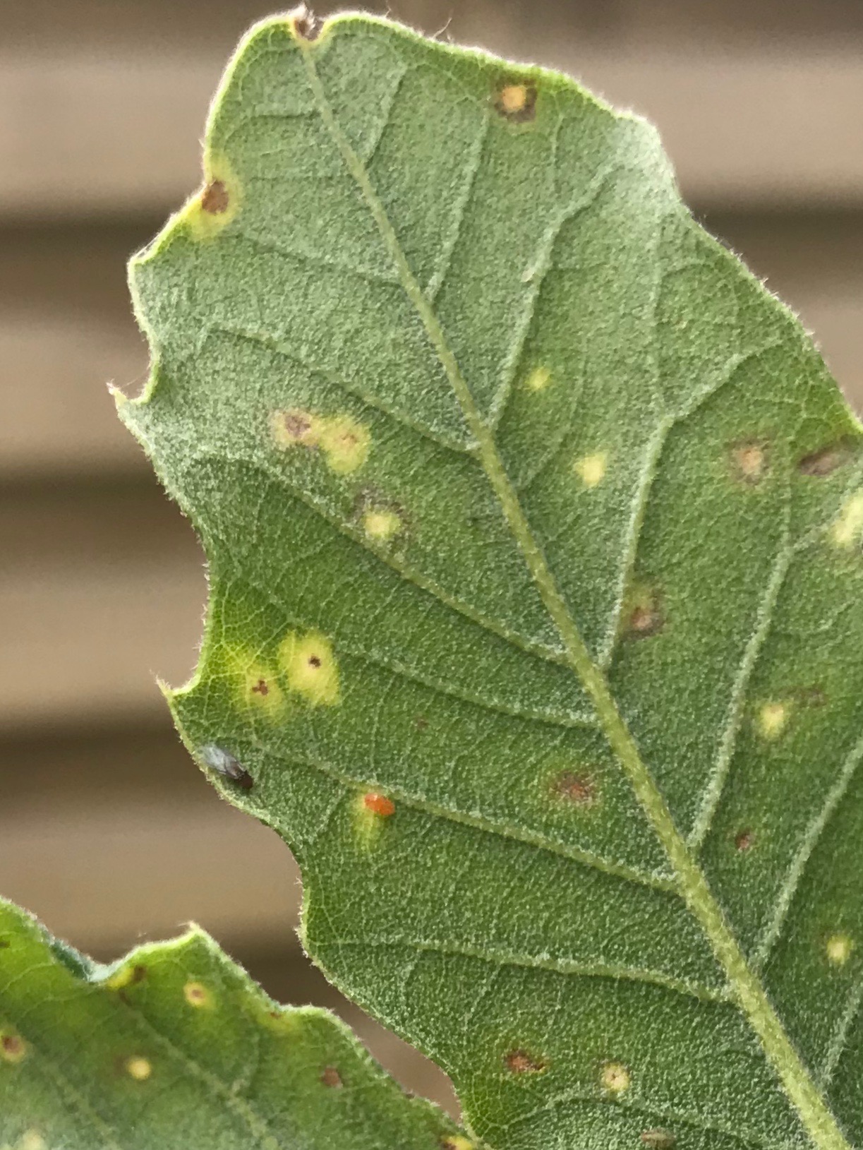 bladluis op quercus ilex bladluis op quercus ilex